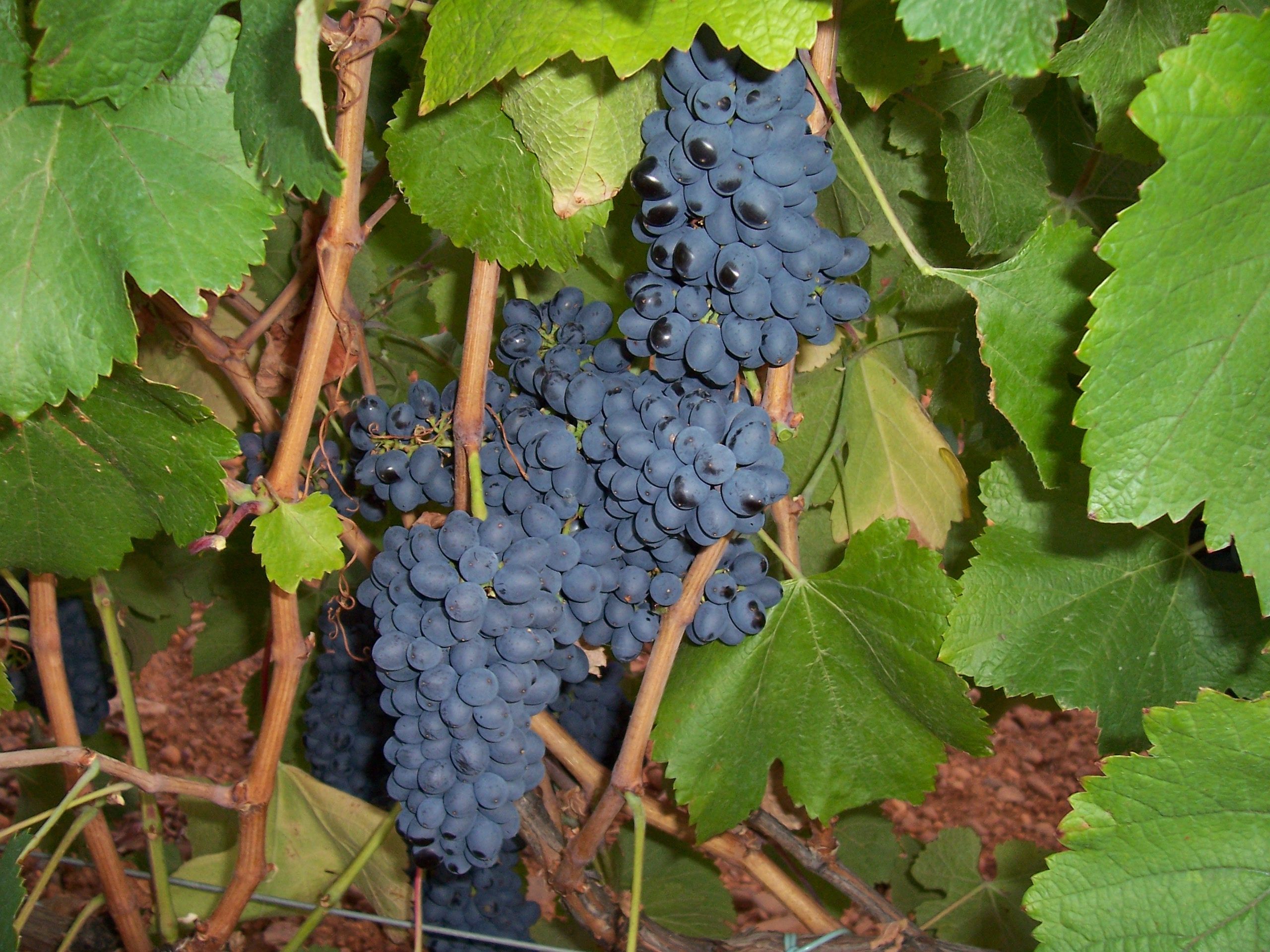 Prieto Picudo, Albarín y Godello: las uvas que hacen al vino de León