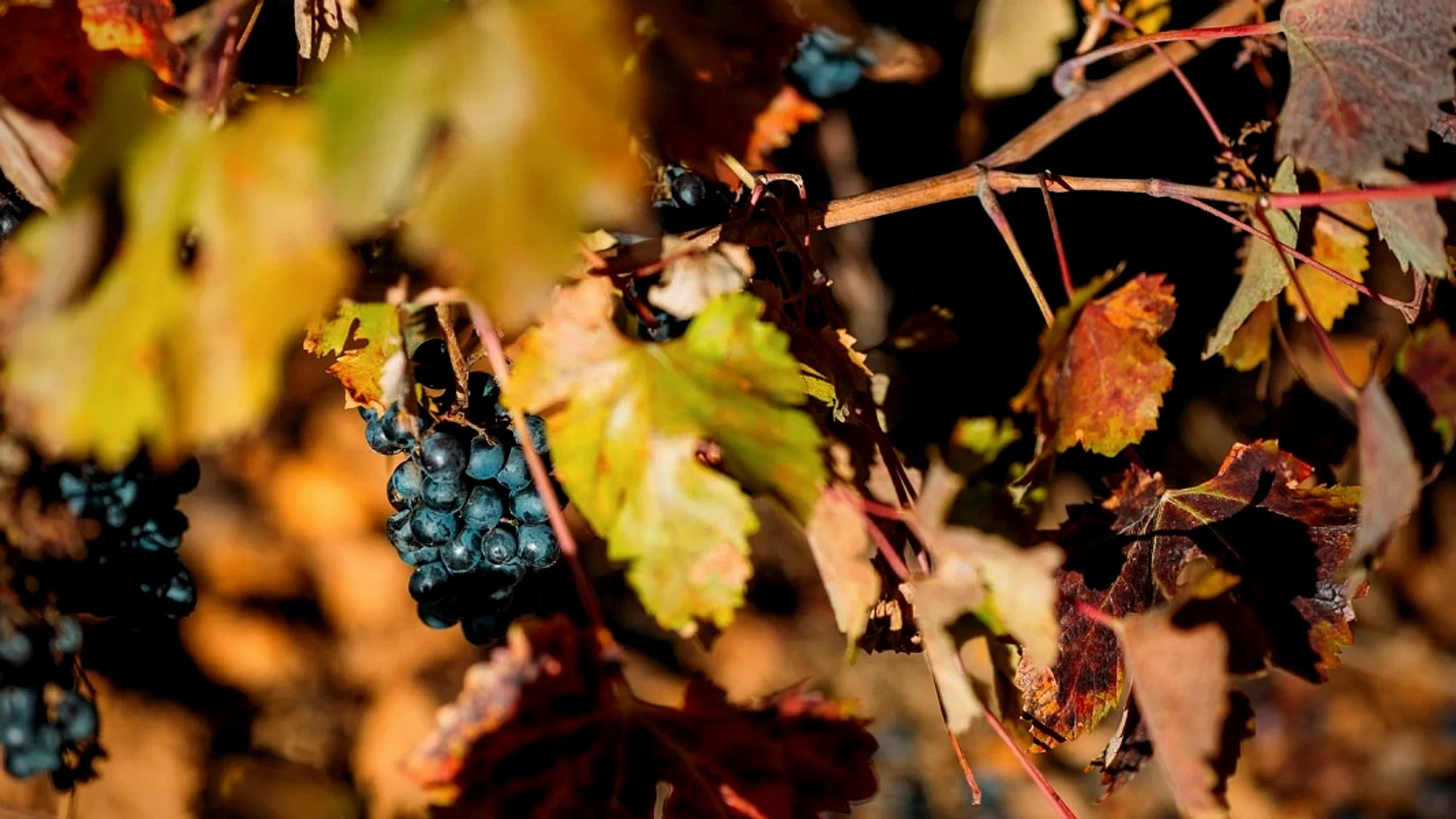 Prieto Picudo, Albarín und Godello: die Rebsorten, die León-Wein ausmachen